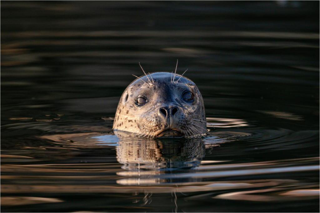 Main image Surface Seal