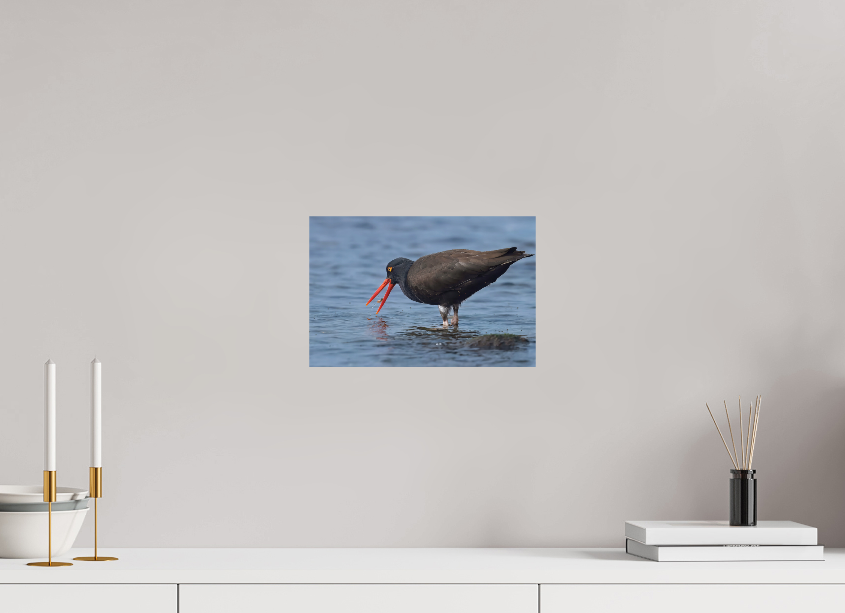 12 x 8″, Photo Print On Fuji Crystal DP II Oystercatcher