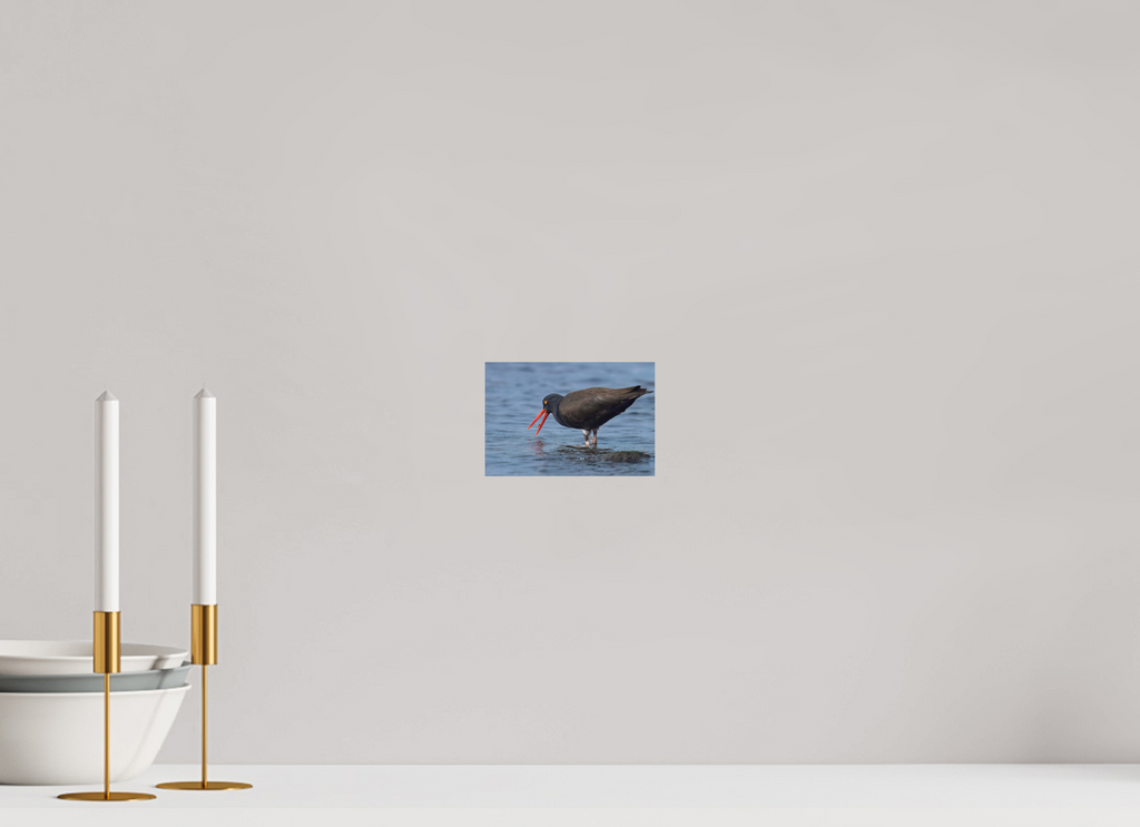 6 x 4″, Photo Print On Fuji Crystal DP II Oystercatcher