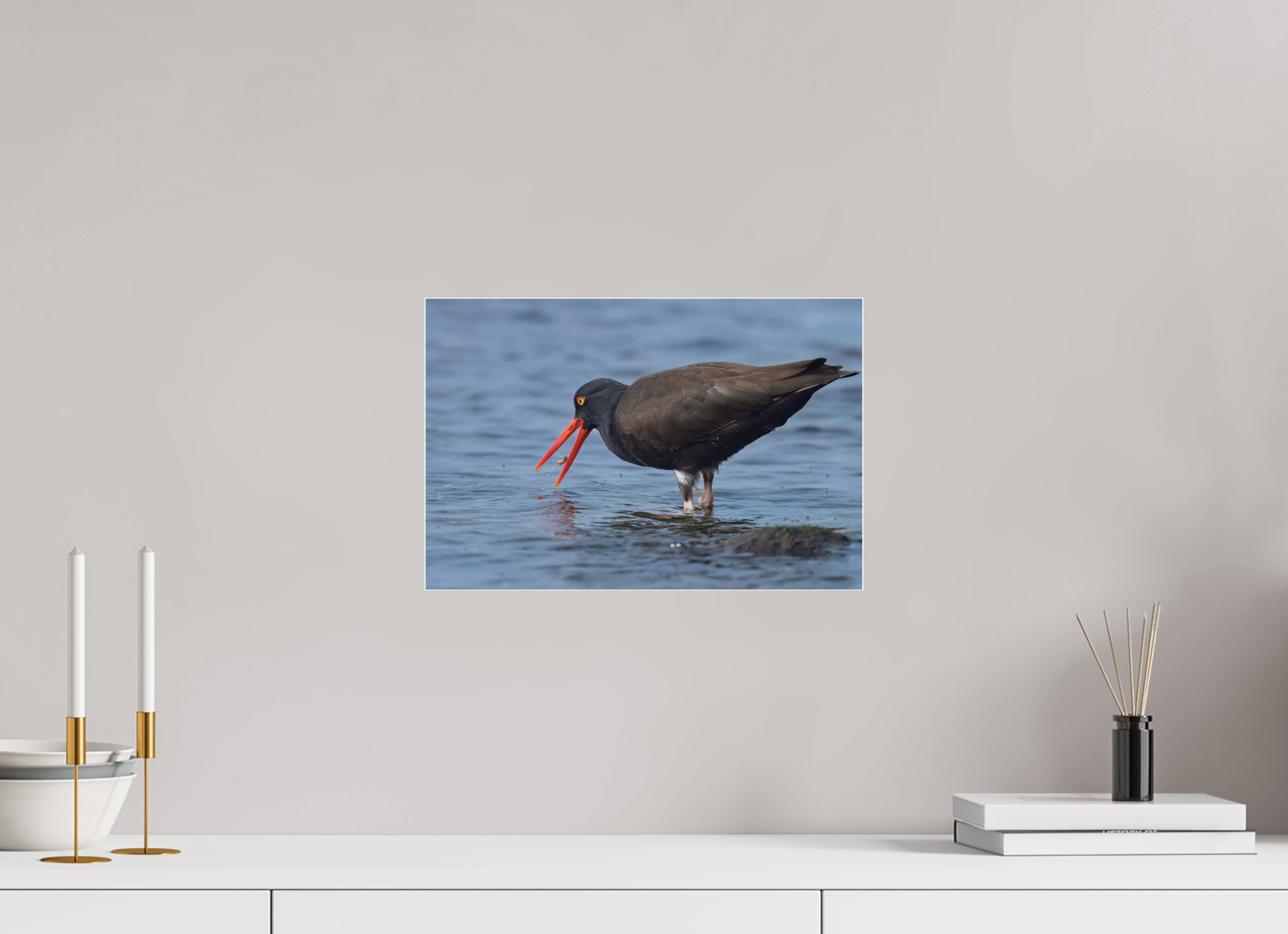 15 x 10″, Photo Mounted Under Acrylic Glass Oystercatcher
