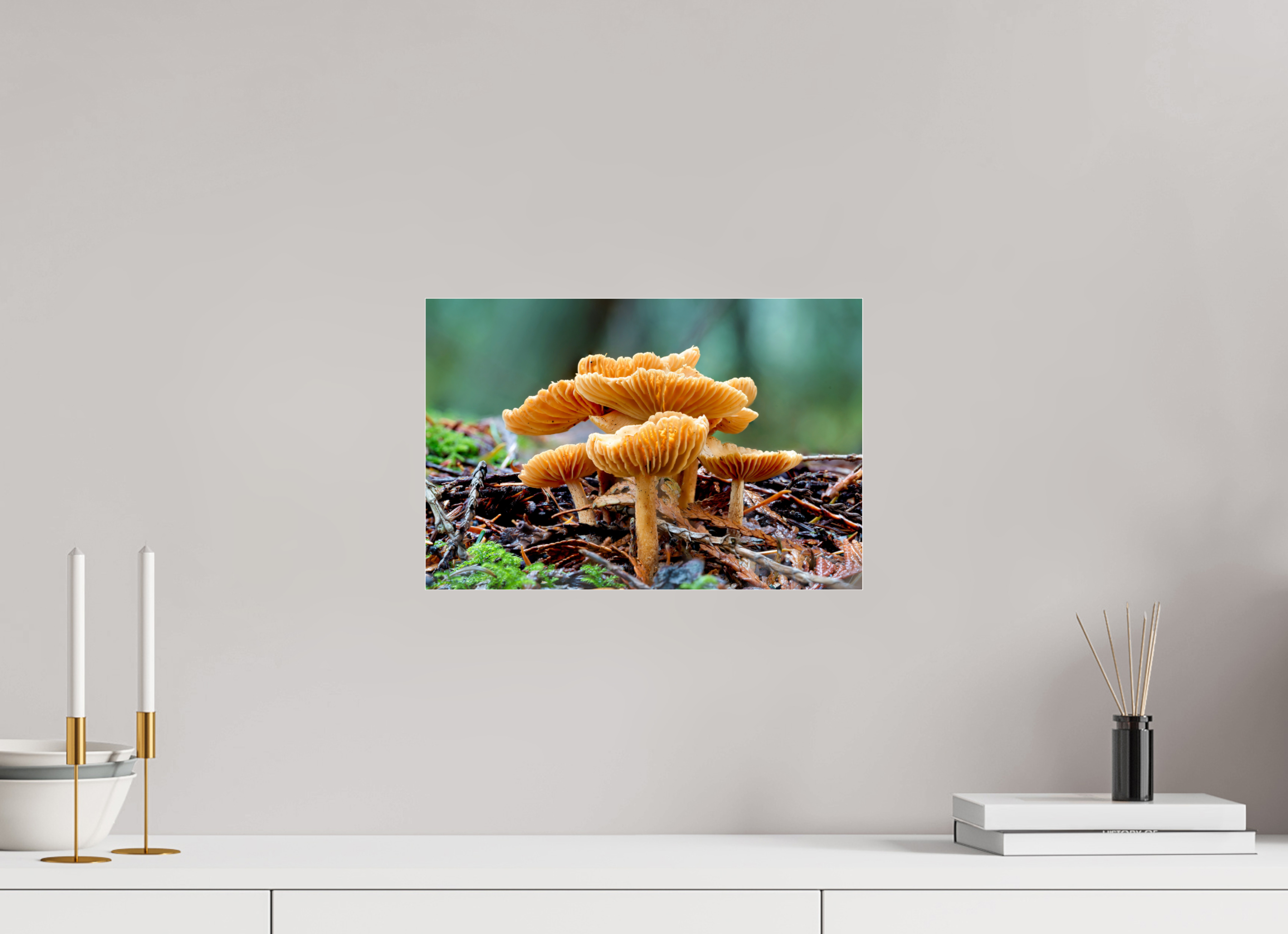 15 x 10″, Photo Print Under Acrylic Glass Family of Fungi