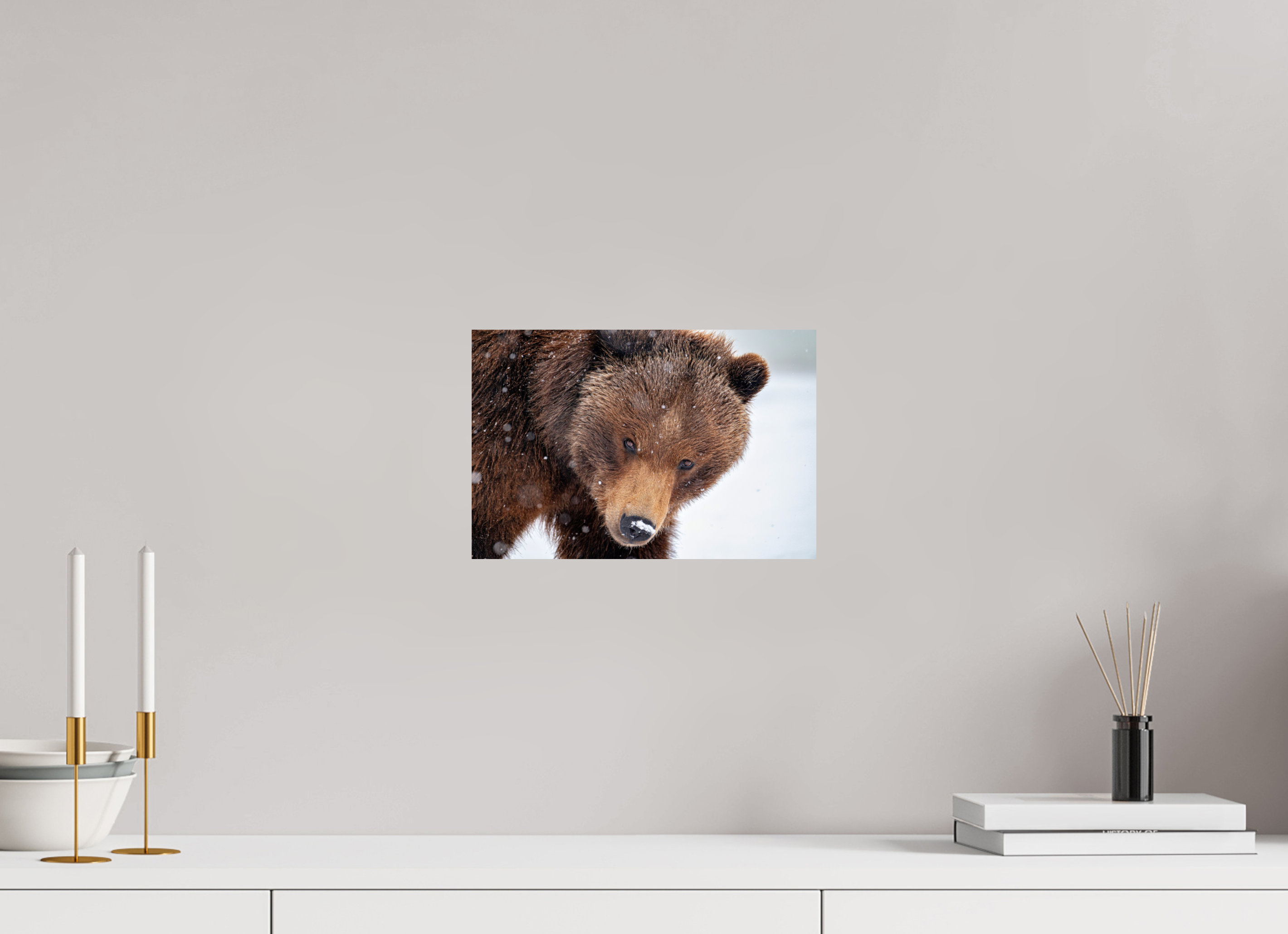 12 x 8″, Photo Print On Fuji Crystal DP II Bear Stare