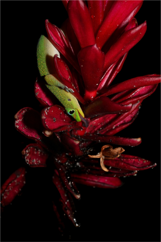 Main image Gecko on Flower