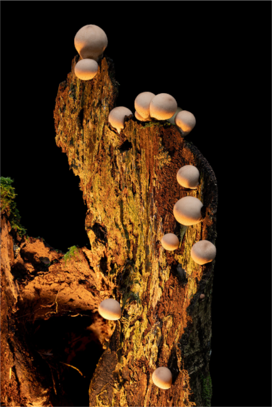 Main image Stepping Mushrooms