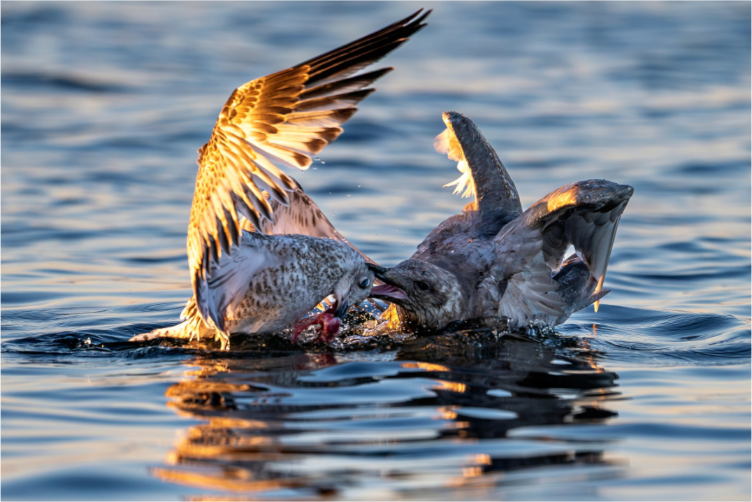 Main image Seabird Battle