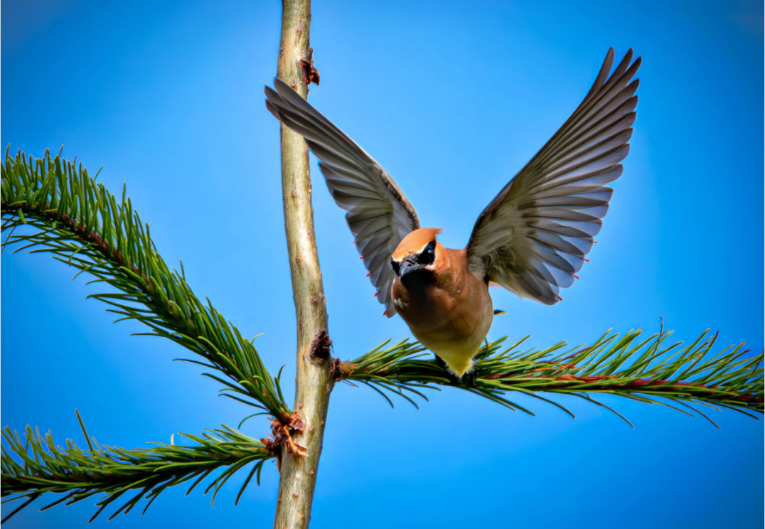 Main image Wing of the Waxwing