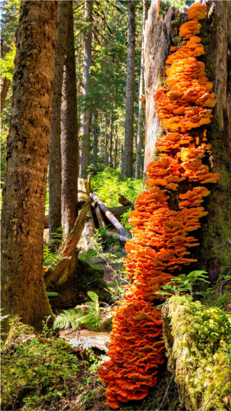 Main image Flaming Stump