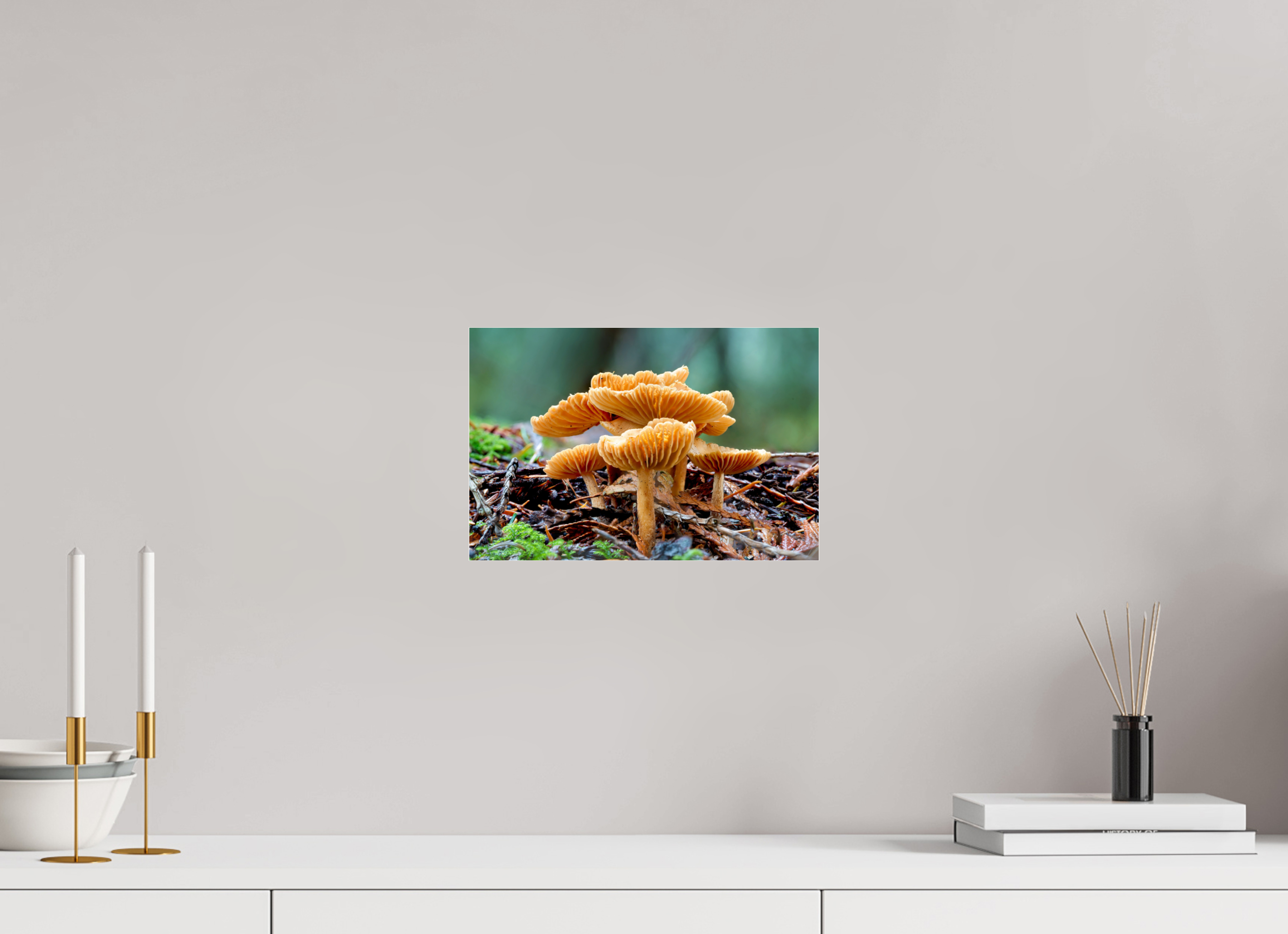12 x 8″, Photo Print Under Acrylic Glass Family of Fungi