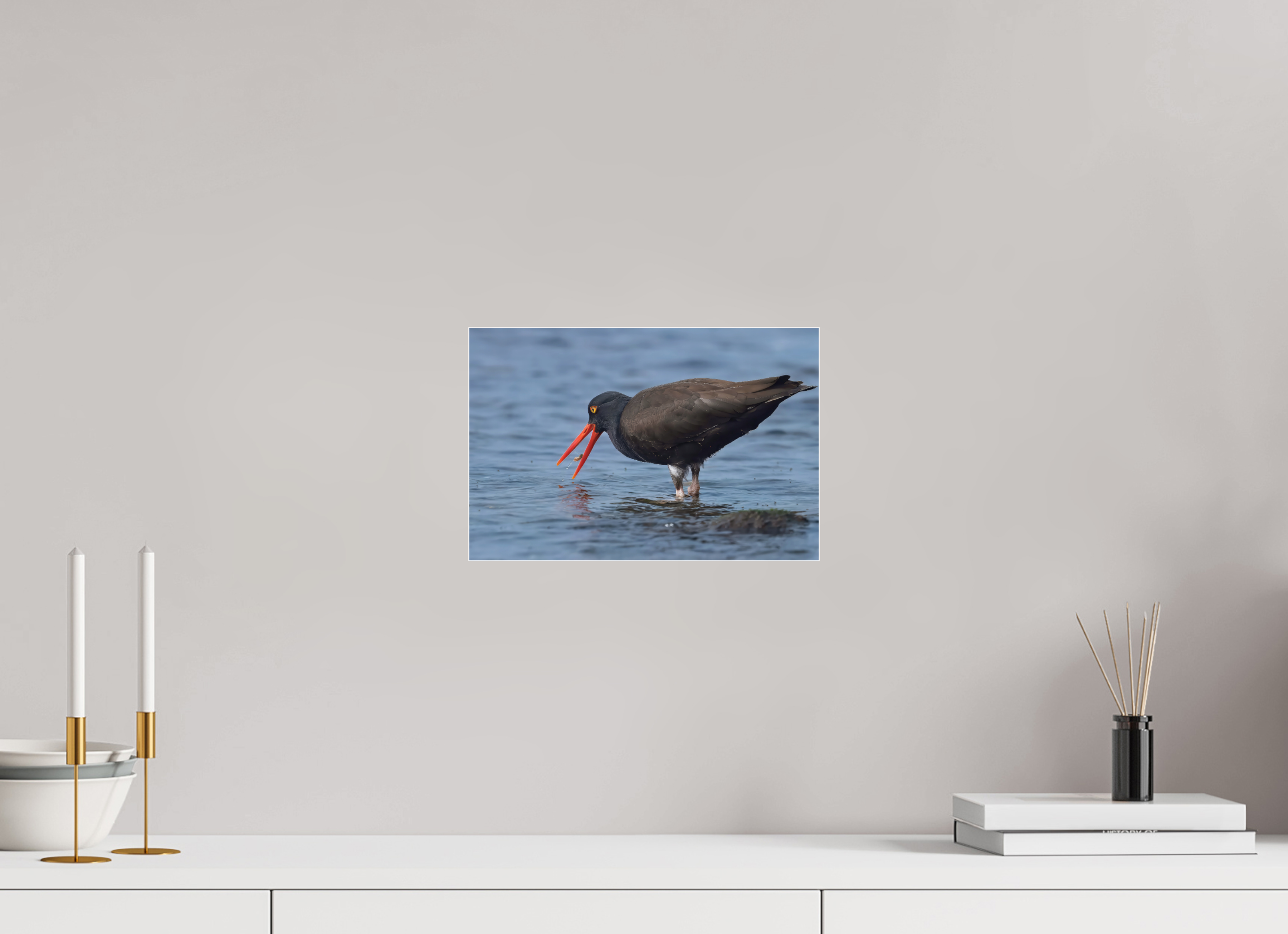 12 x 8″, Photo Mounted Under Acrylic Glass Oystercatcher