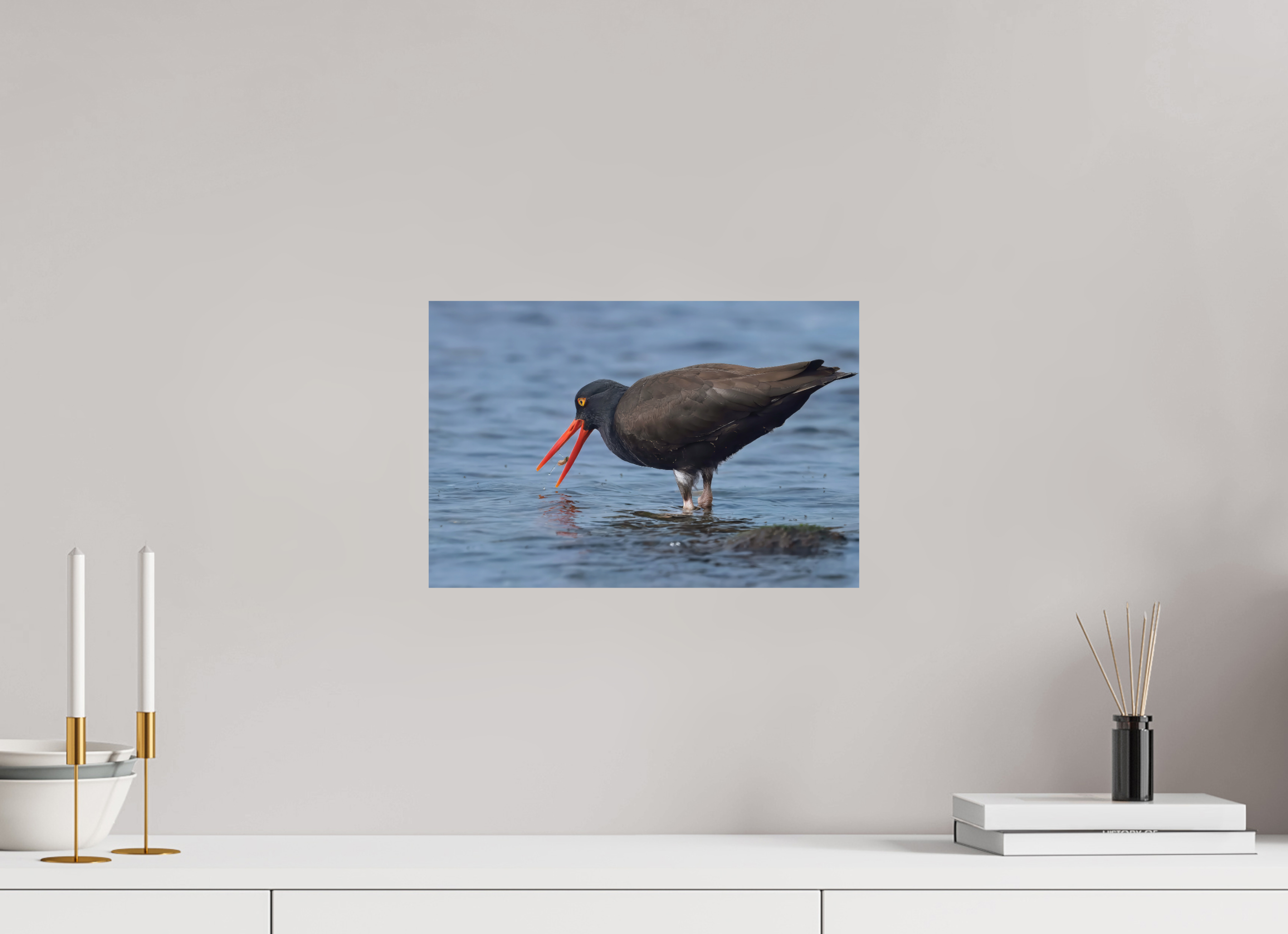 15 x 10″, Photo Print On Fuji Crystal DP II Oystercatcher