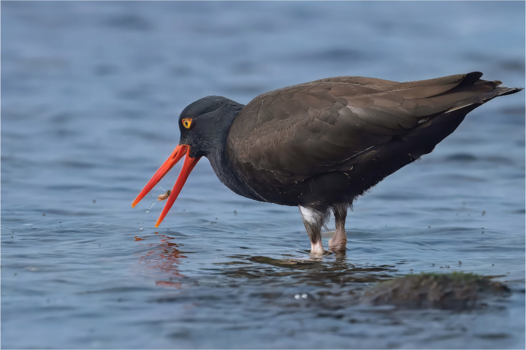 Main image Oystercatcher