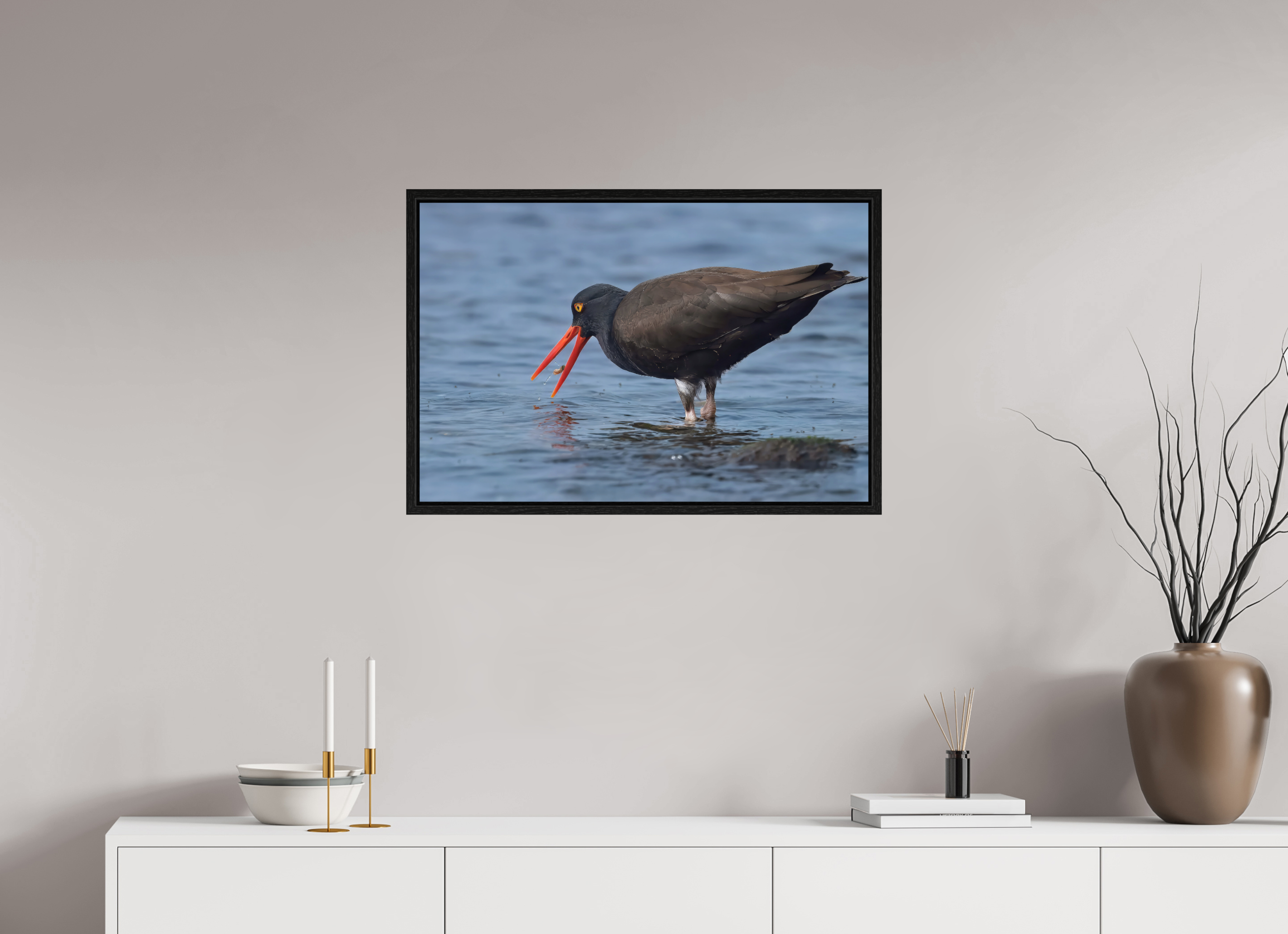 30 x 20″, Floater Frame Oystercatcher