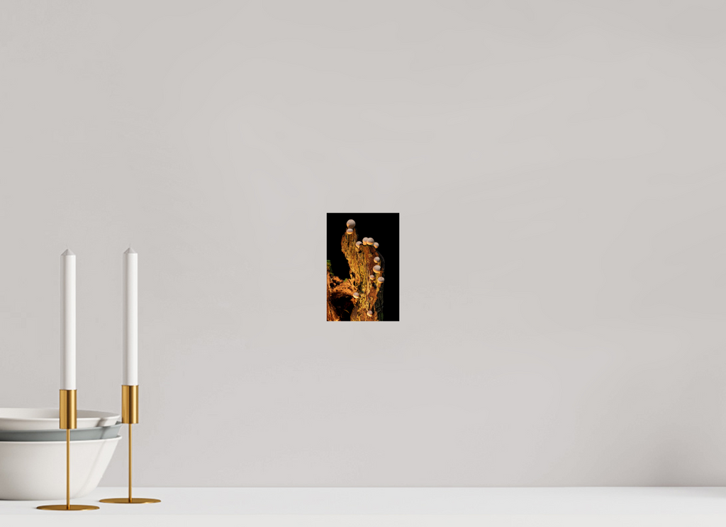 4 x 6″, Photo Print On Fuji Crystal DP II Stepping Mushrooms
