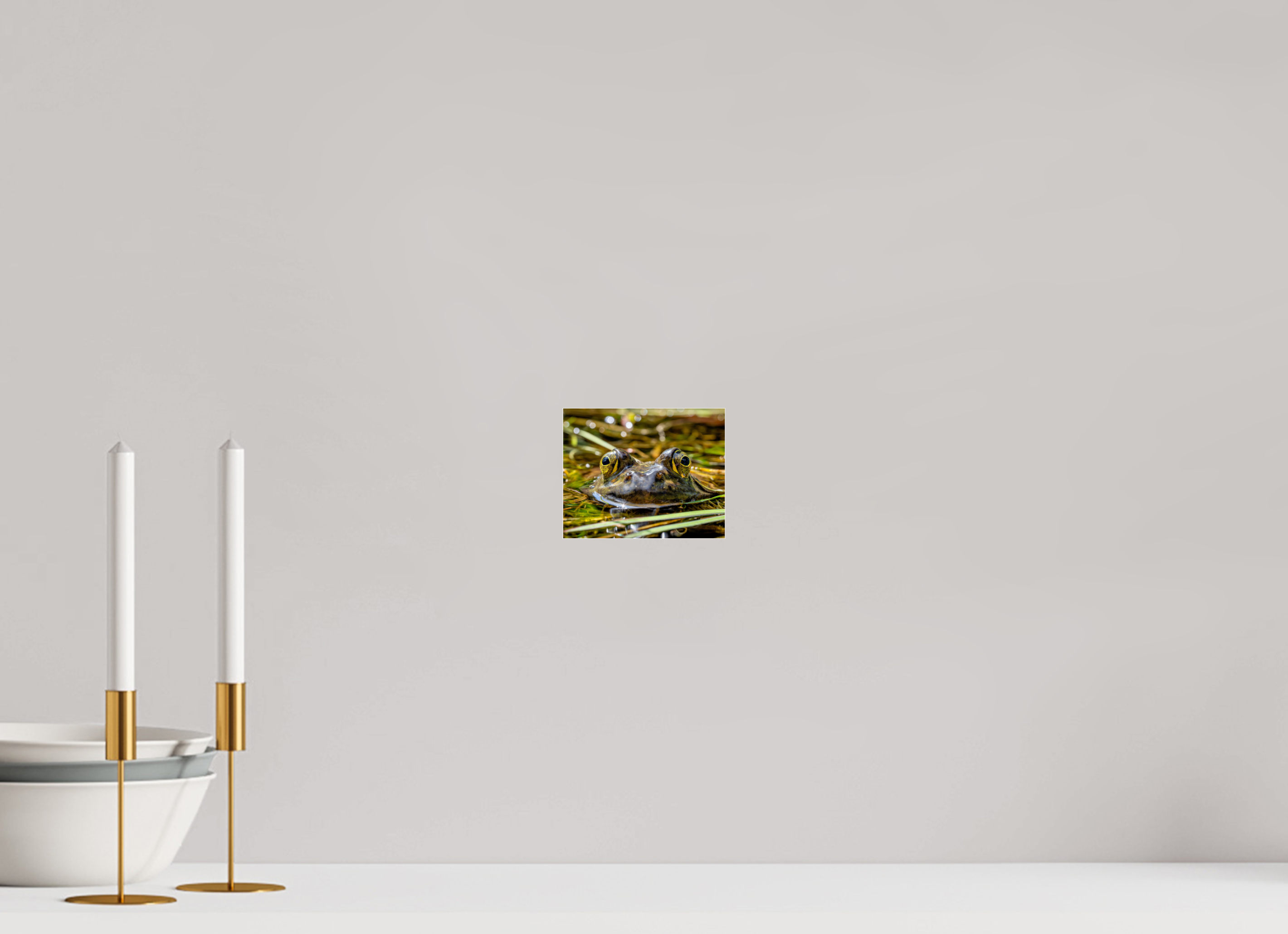 5 x 4″, Photo Mounted Under Acrylic Glass Eyes of Frog