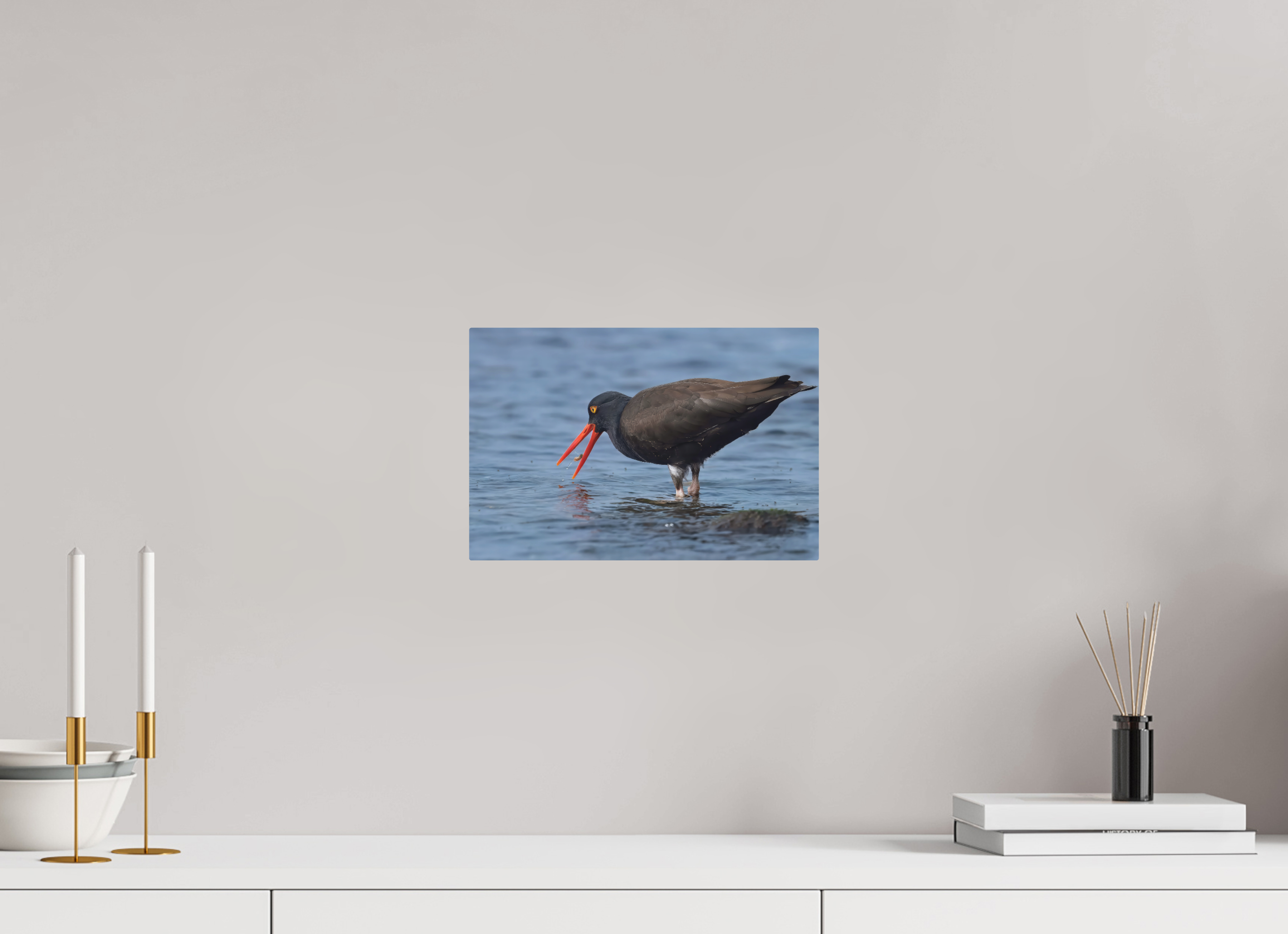 12 x 8″, Direct Print on Aluminum with mounting hardware included. Oystercatcher