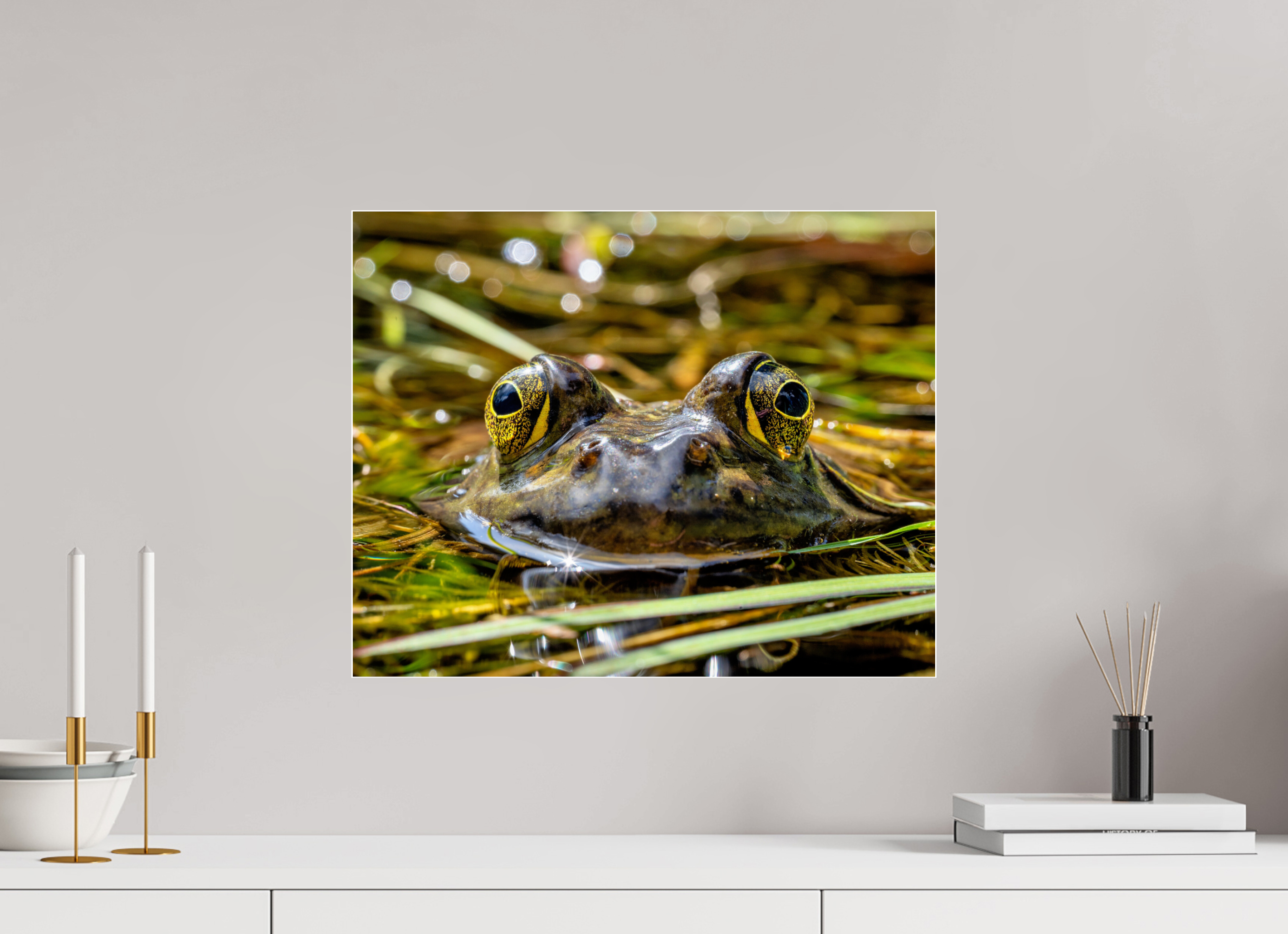 20 x 16″, Photo Mounted Under Acrylic Glass Eyes of Frog