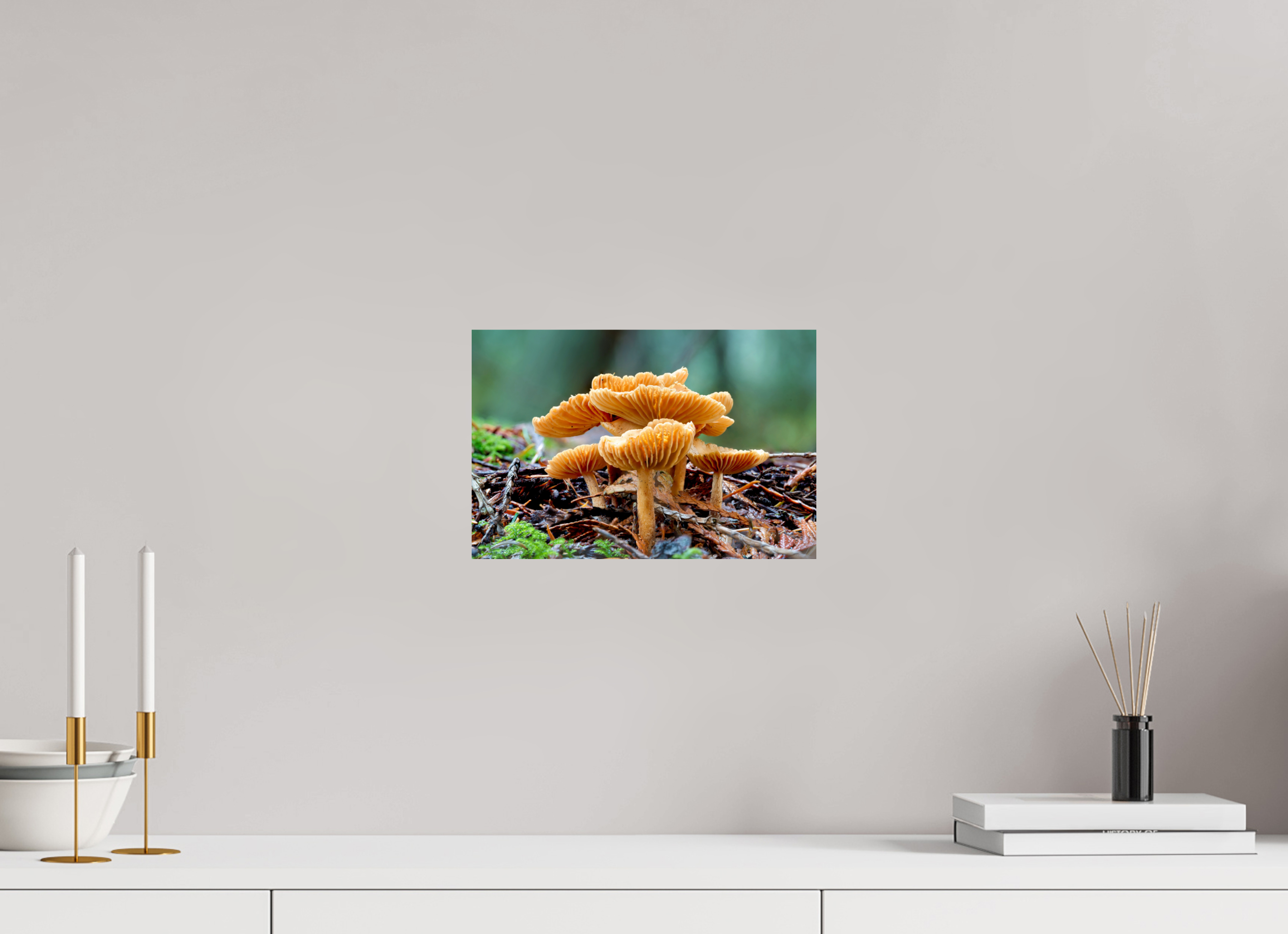 12 x 8″, Photo Print On Fuji Crystal DP II Paper Family of Fungi