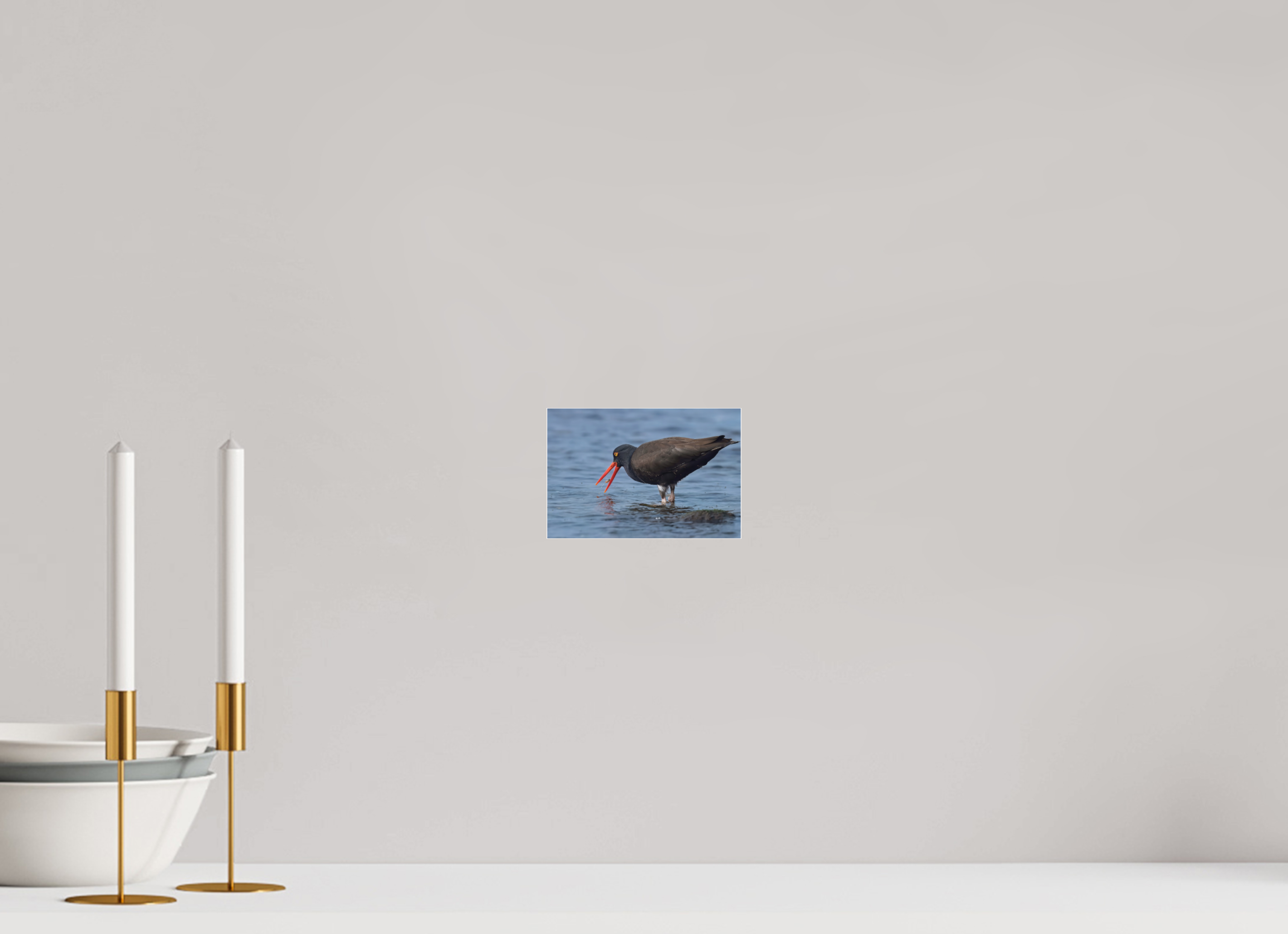 6 x 4″, Photo Mounted Under Acrylic Glass Oystercatcher