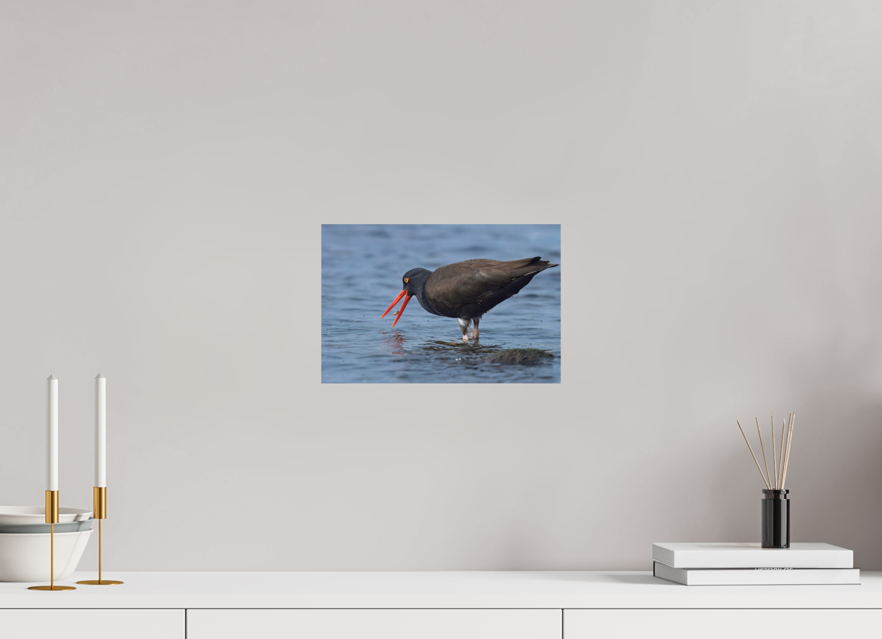 12 x 8″, Photo Print on Aluminum Backing Oystercatcher
