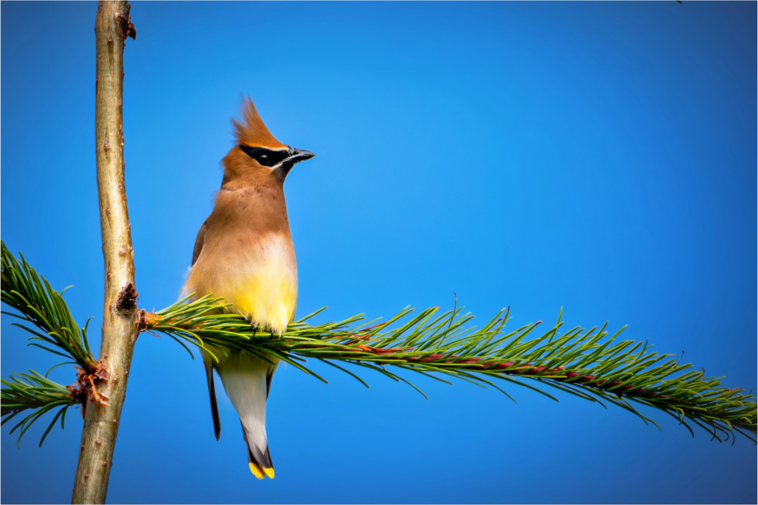 Main image Waxwing