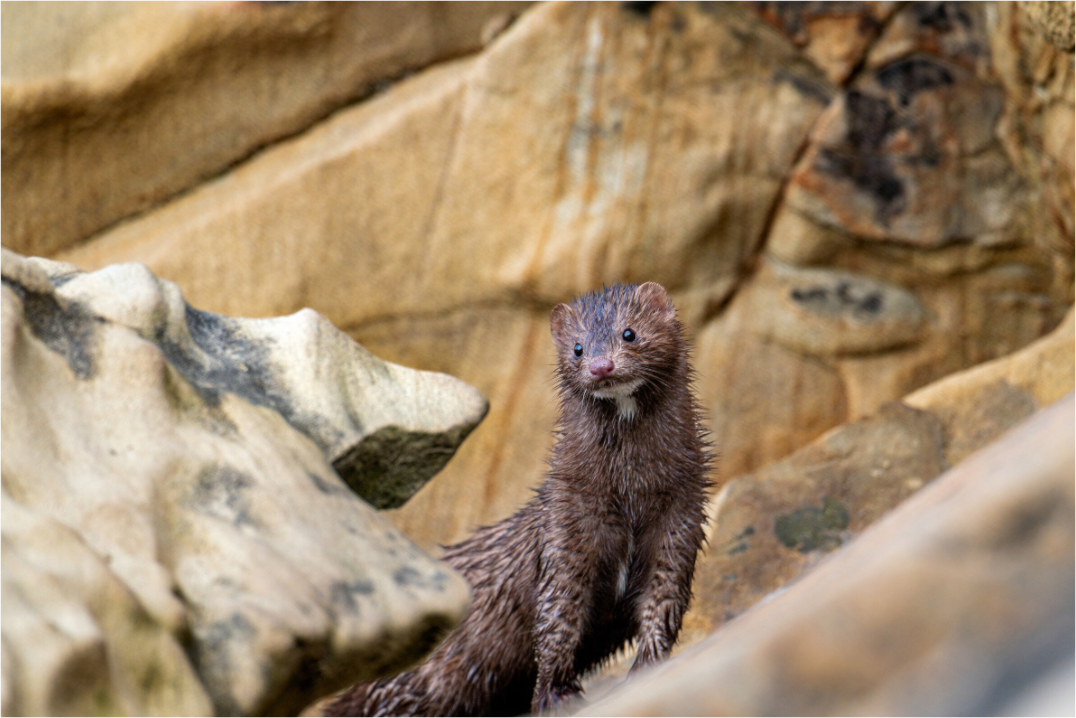 Main image Seaside Mink