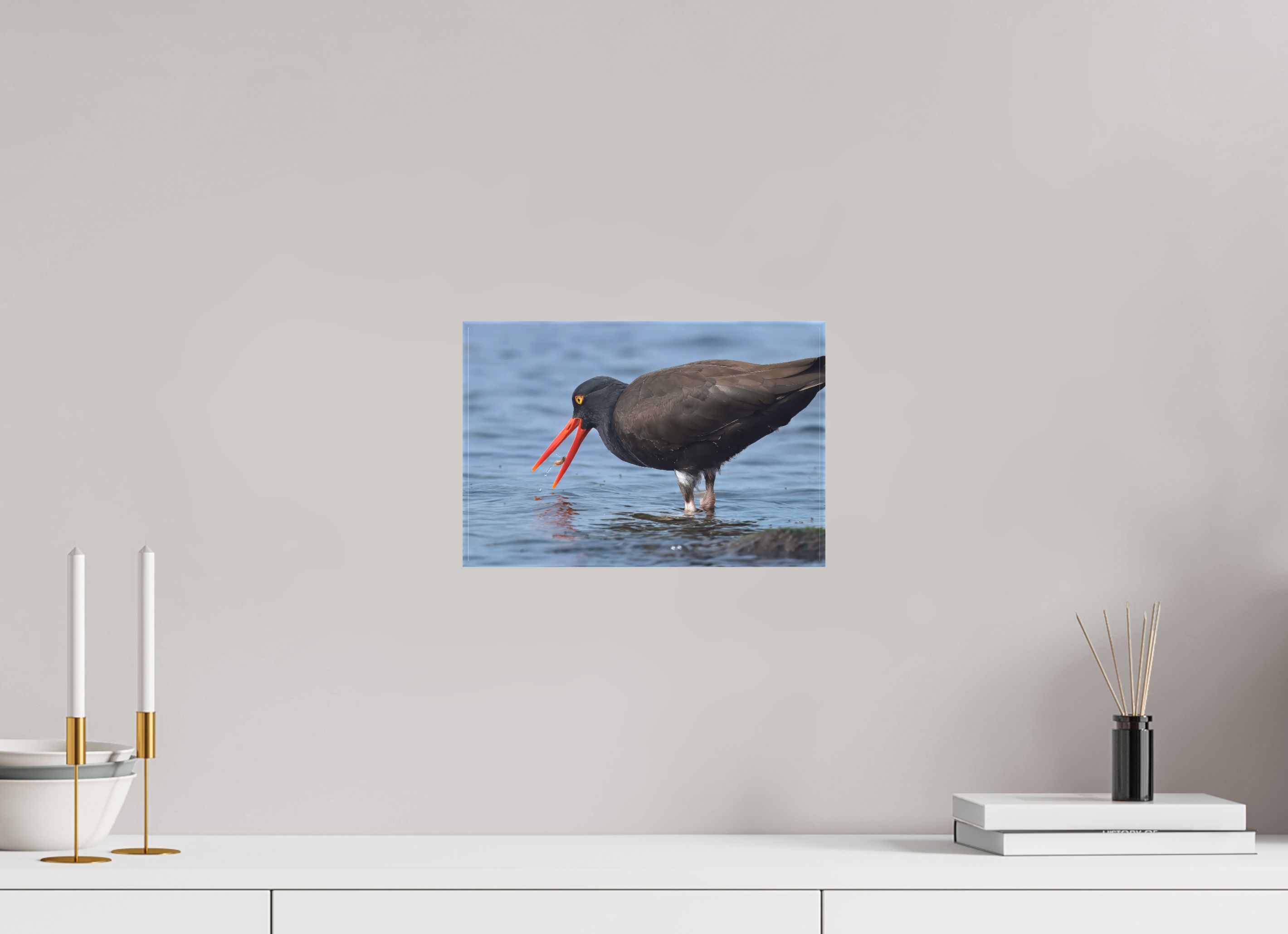 12 x 8″, Matte Canvas with Wrapped Edges Oystercatcher