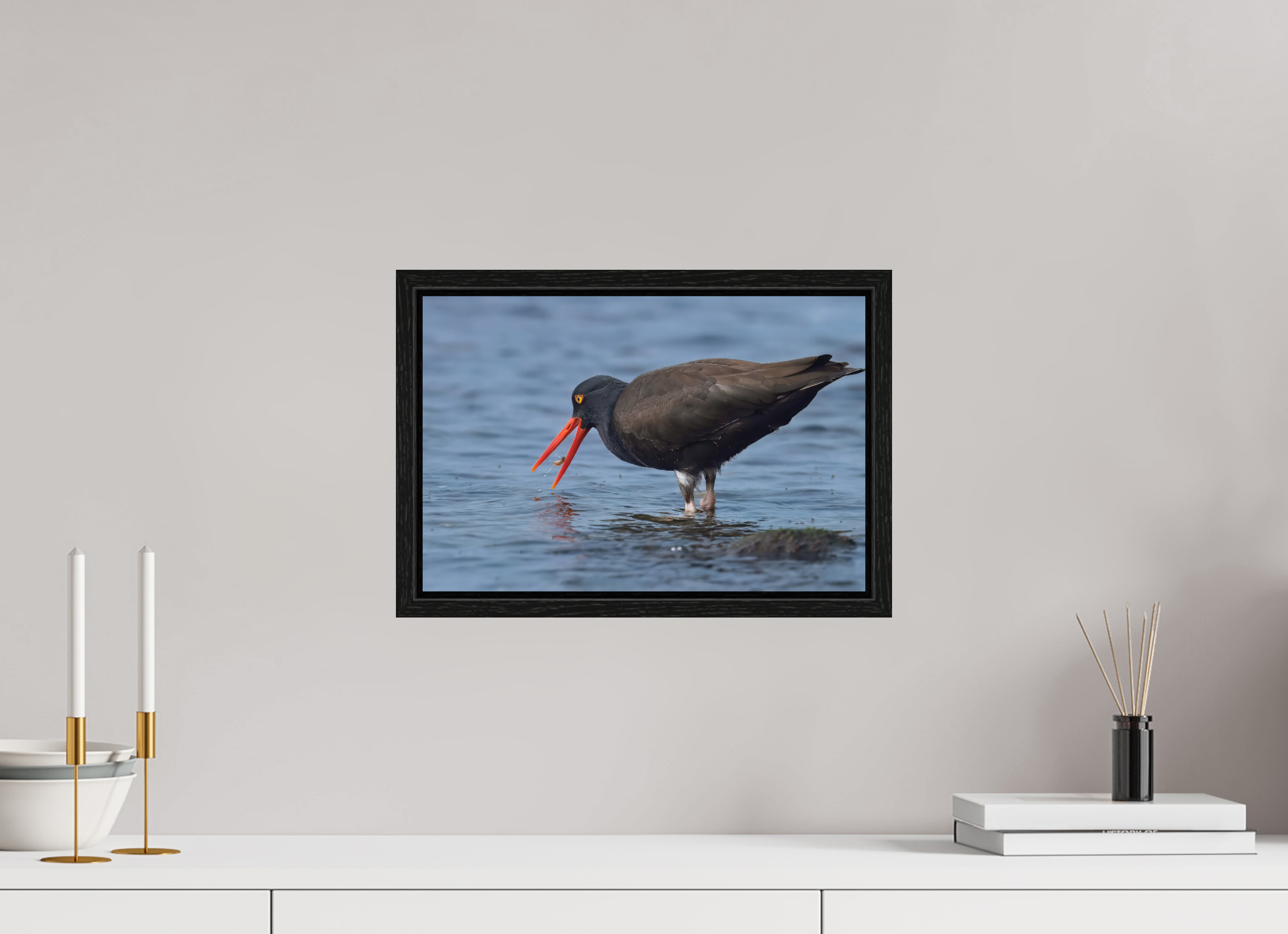 15 x 10″, Floater Frame Oystercatcher