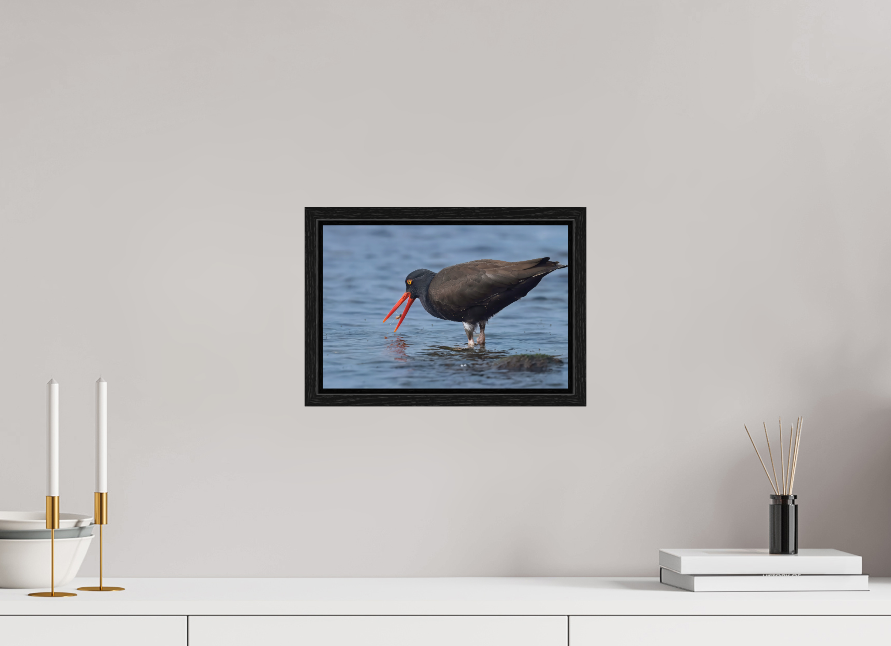12 x 8″, Floater Frame Oystercatcher