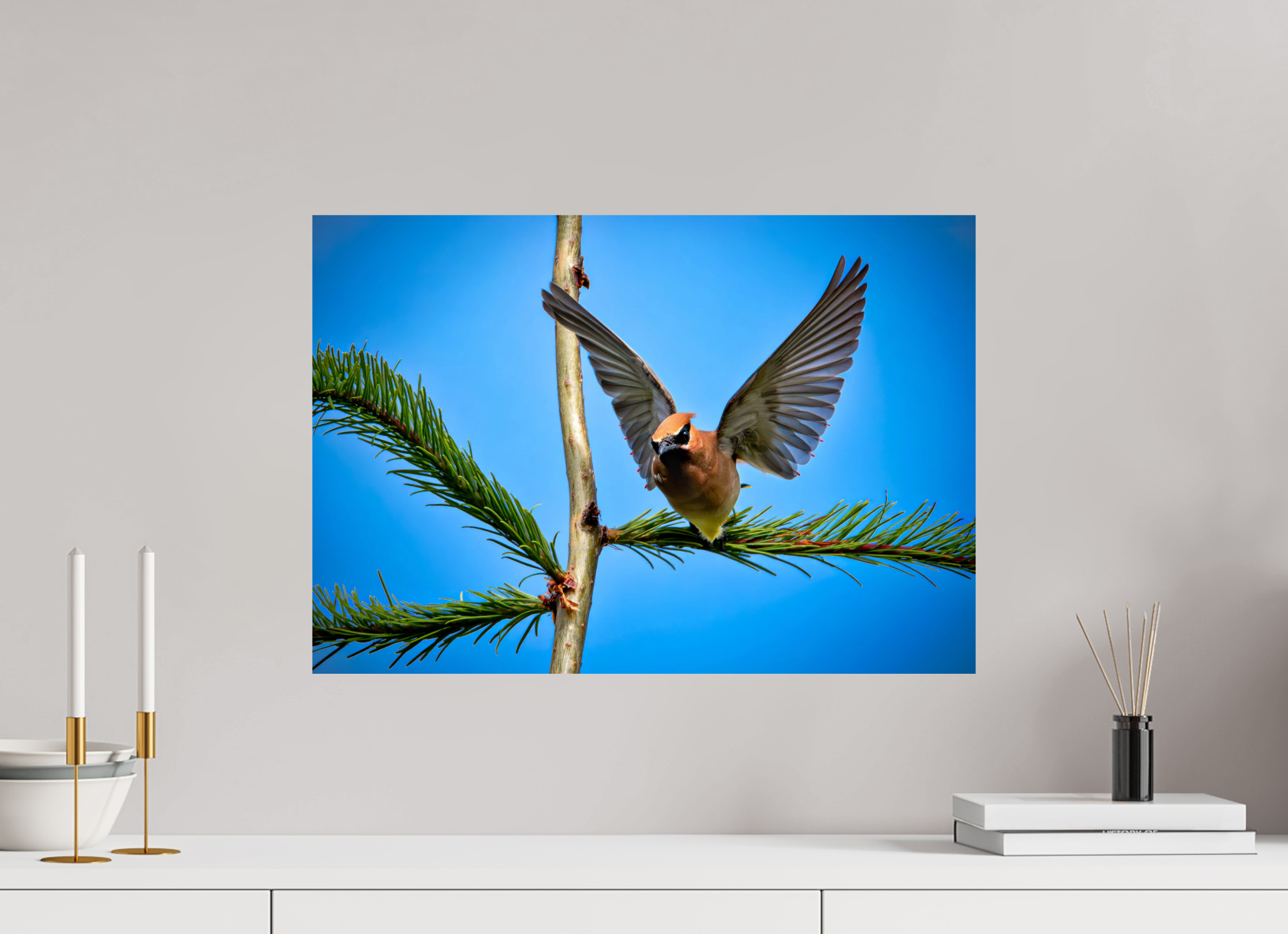23.1 x 16″, Photo Print On Fuji Crystal DP II Wing of the Waxwing
