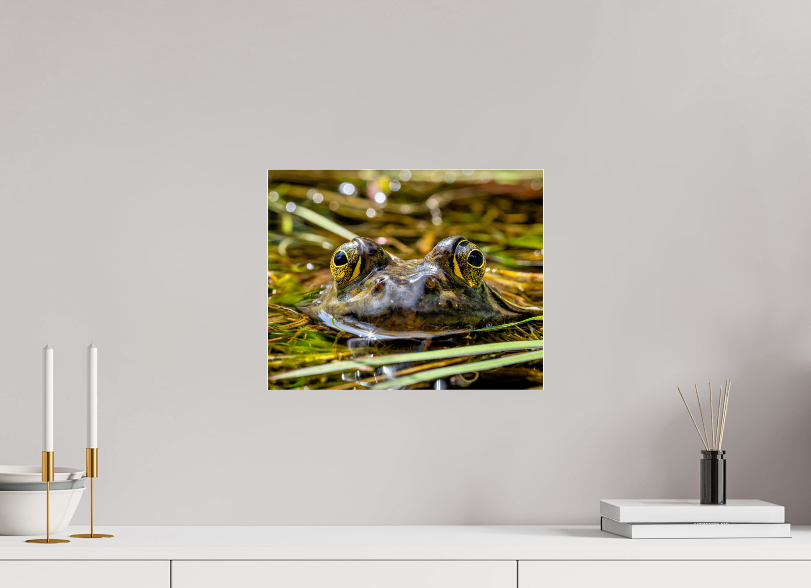 15 x 12″, Photo Mounted Under Acrylic Glass Eyes of Frog