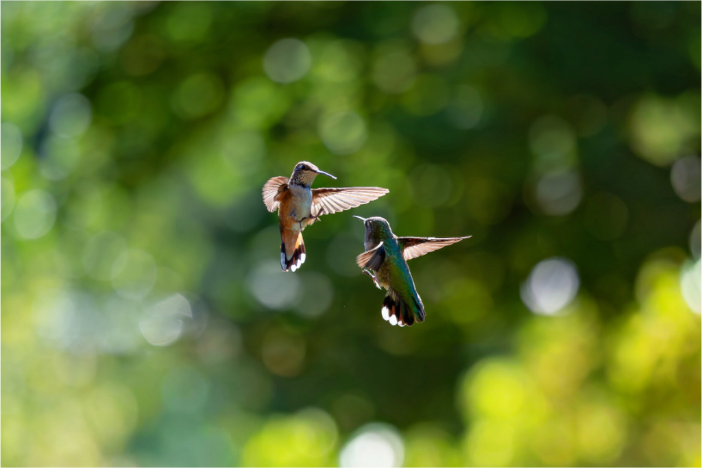 Main image Midair