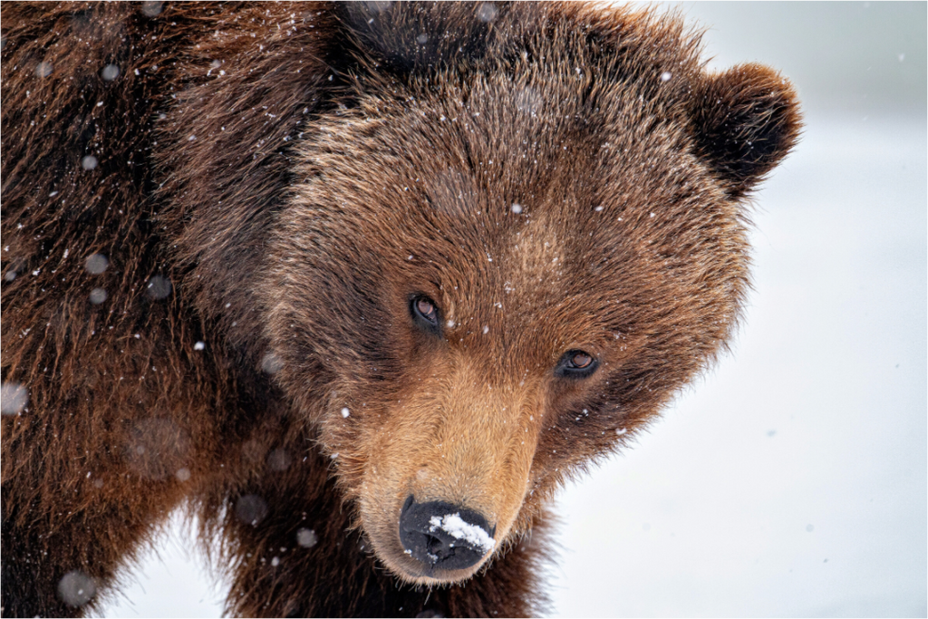 Main image Bear Stare