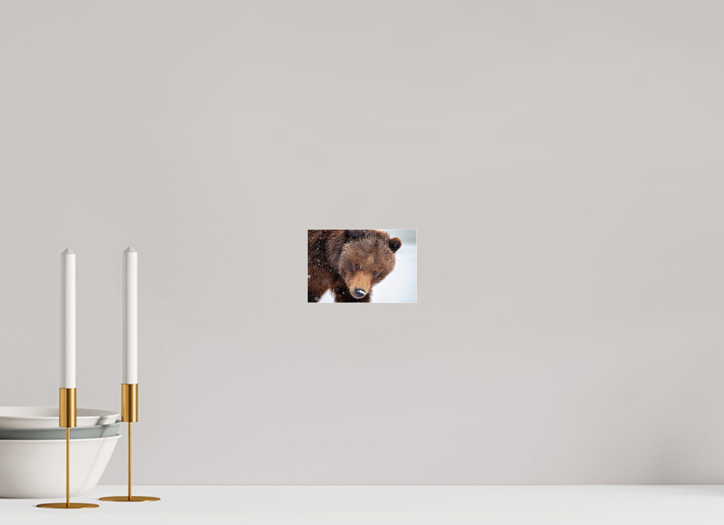 6 x 4″, Photo Mounted Under Acrylic Glass Bear Stare