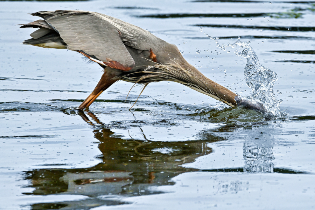 Main image The Plunge