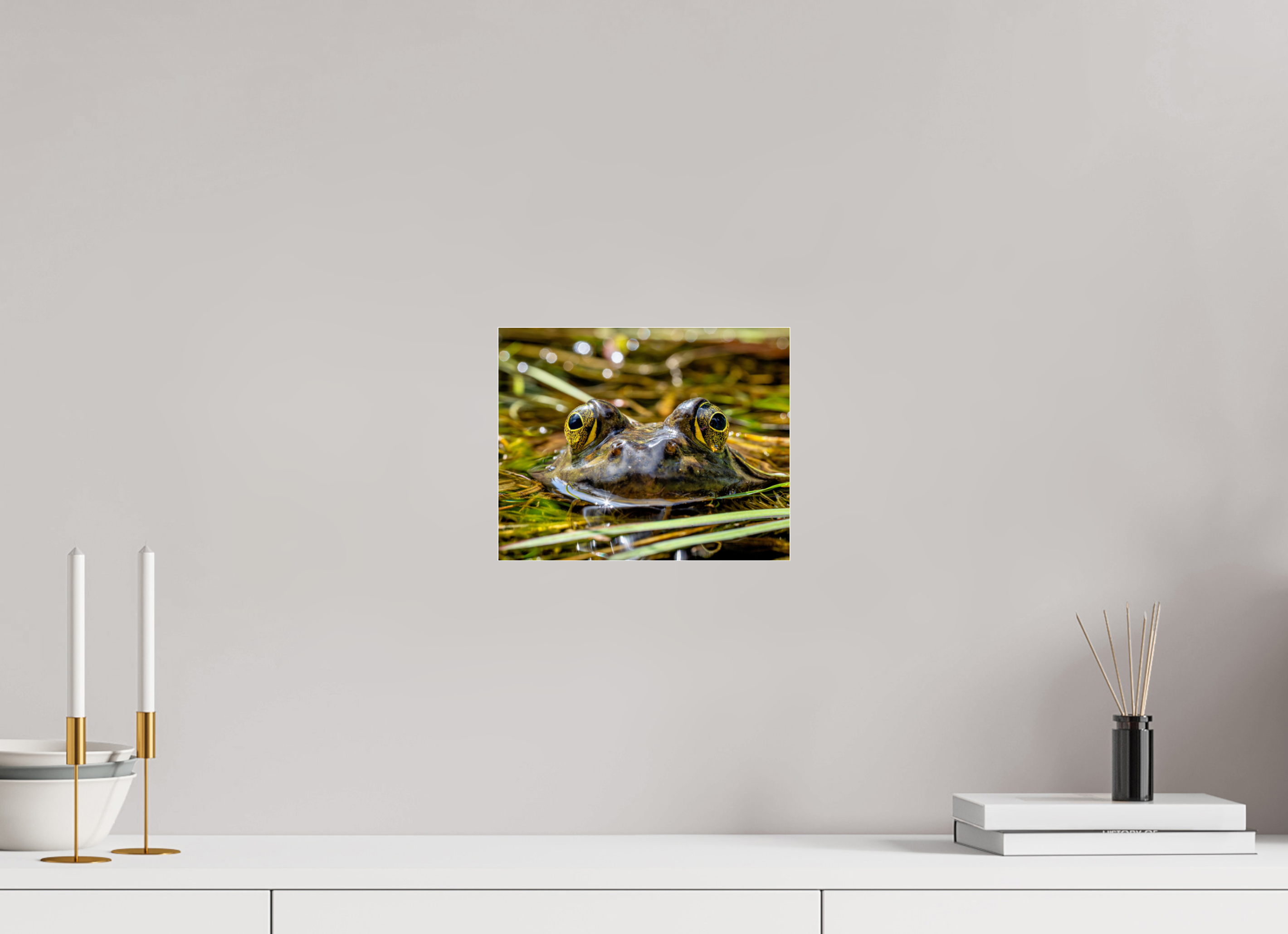 10 x 8″, Photo Mounted Under Acrylic Glass Eyes of Frog