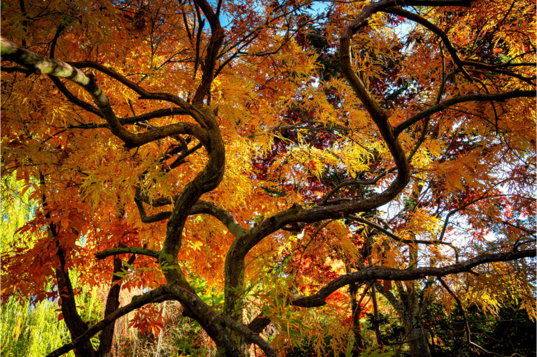Main image Autumn Maple