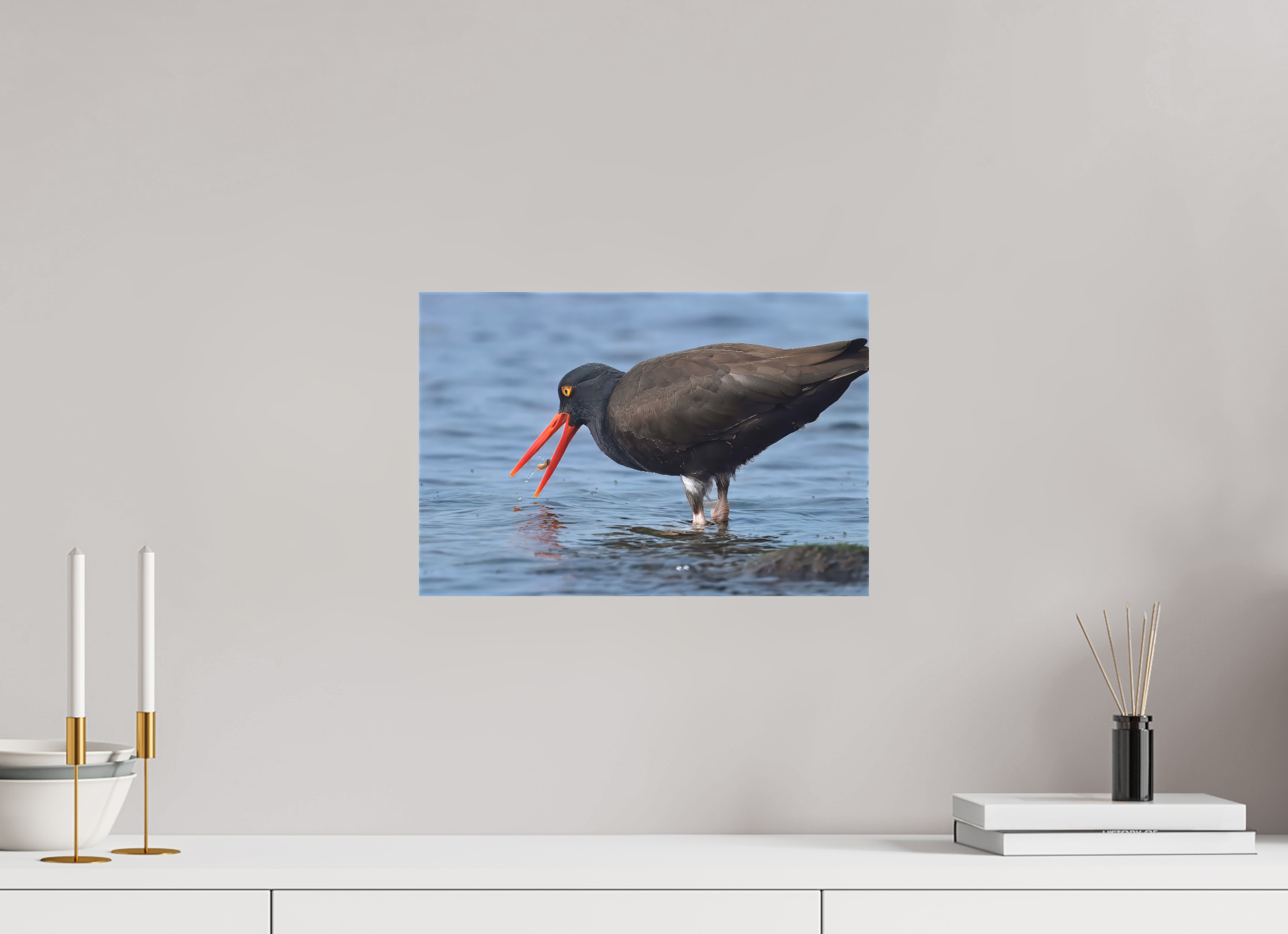 15 x 10″, Matte Canvas with Wrapped Edges Oystercatcher