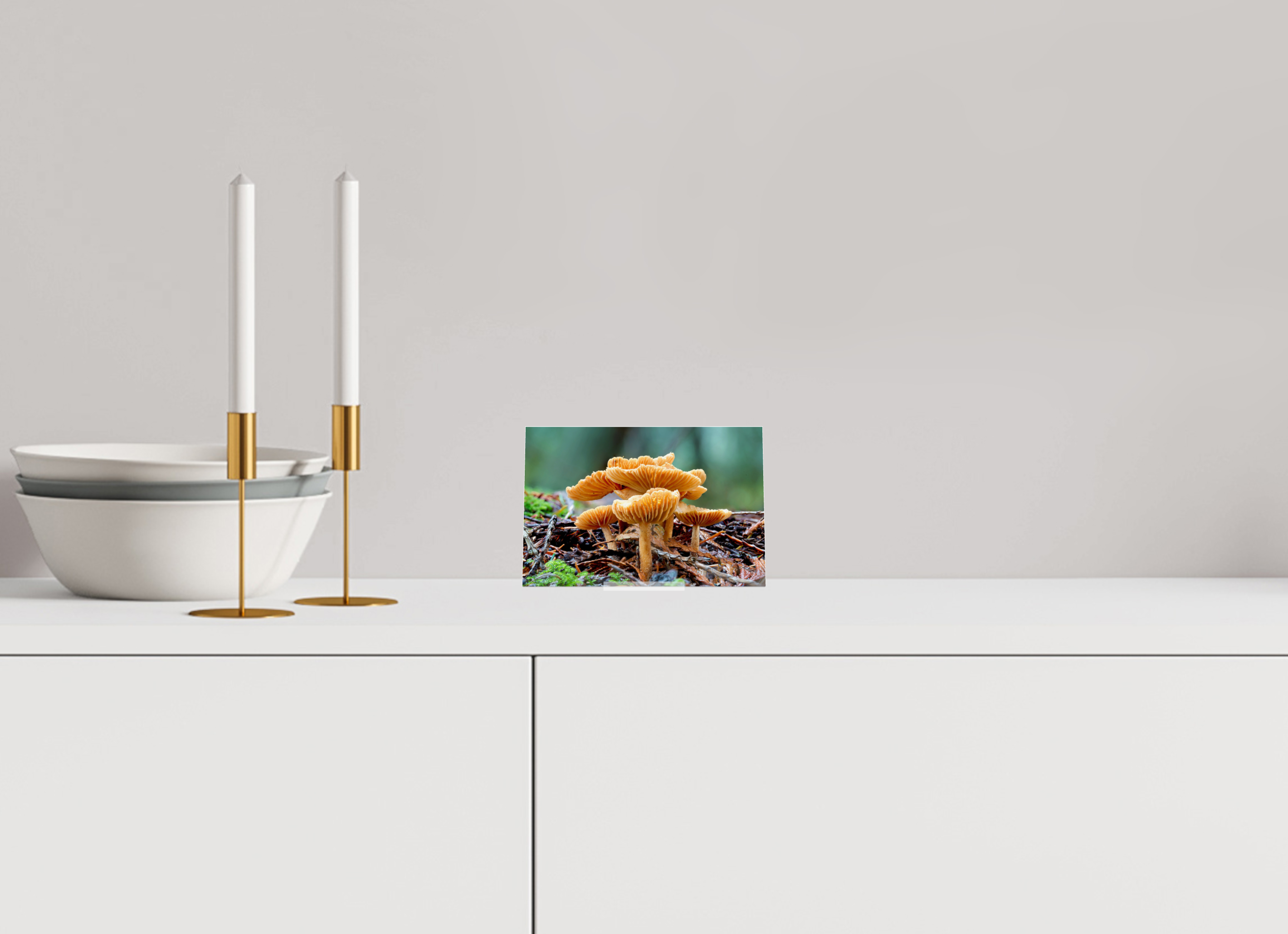 6 x 4″, Acrylic Glass on Stand Family of Fungi