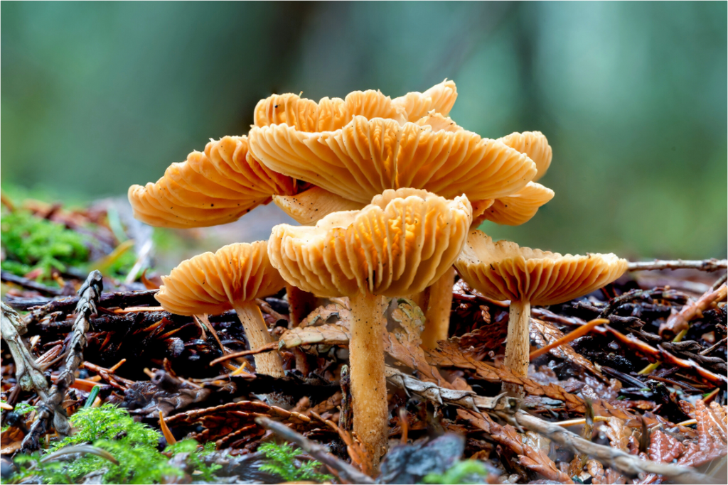Main image Family of Fungi